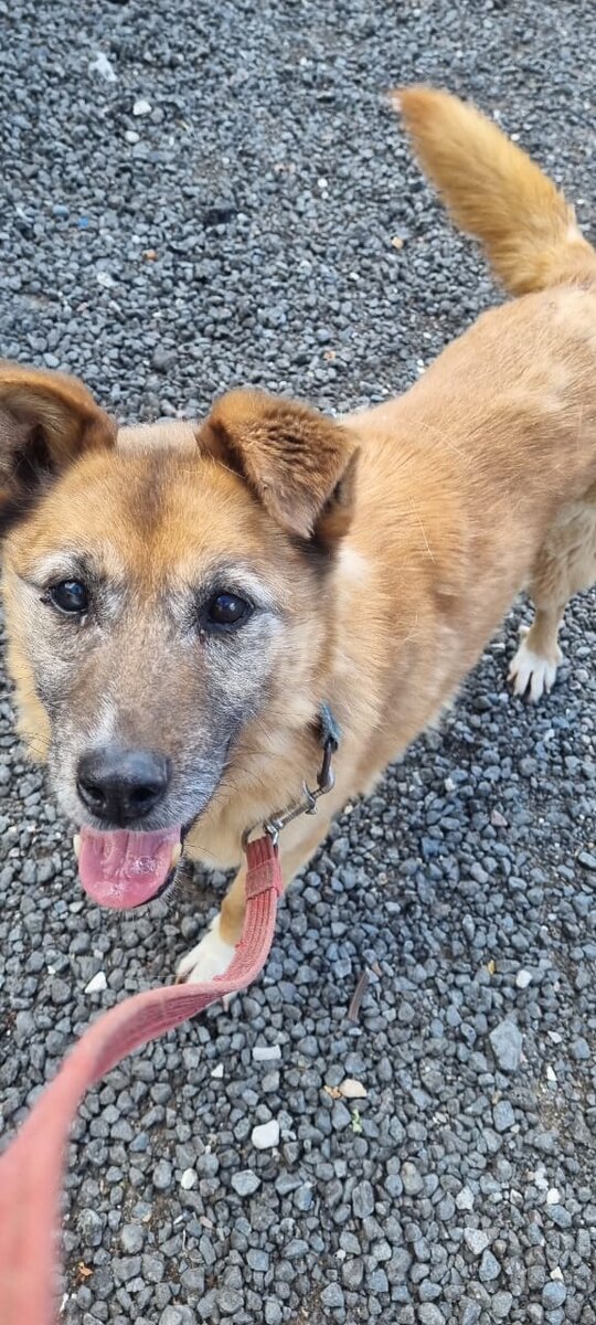 Старые собаки в приюте. Мы с грустью замечаем как тускнеют их глаза, становятся неуверенными движения... Мася прожила в приюте всю жизнь.