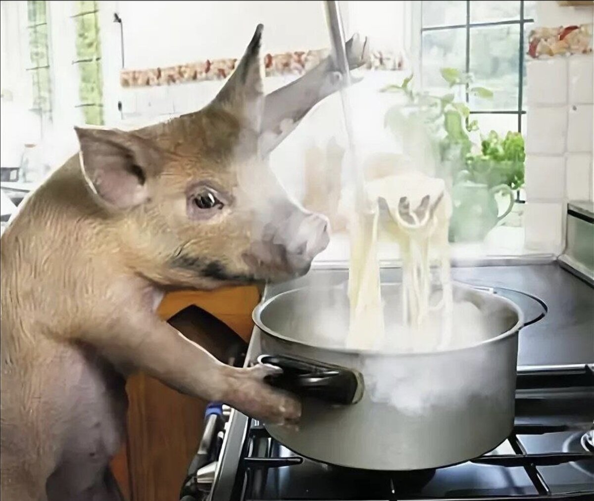 Свинья готовит