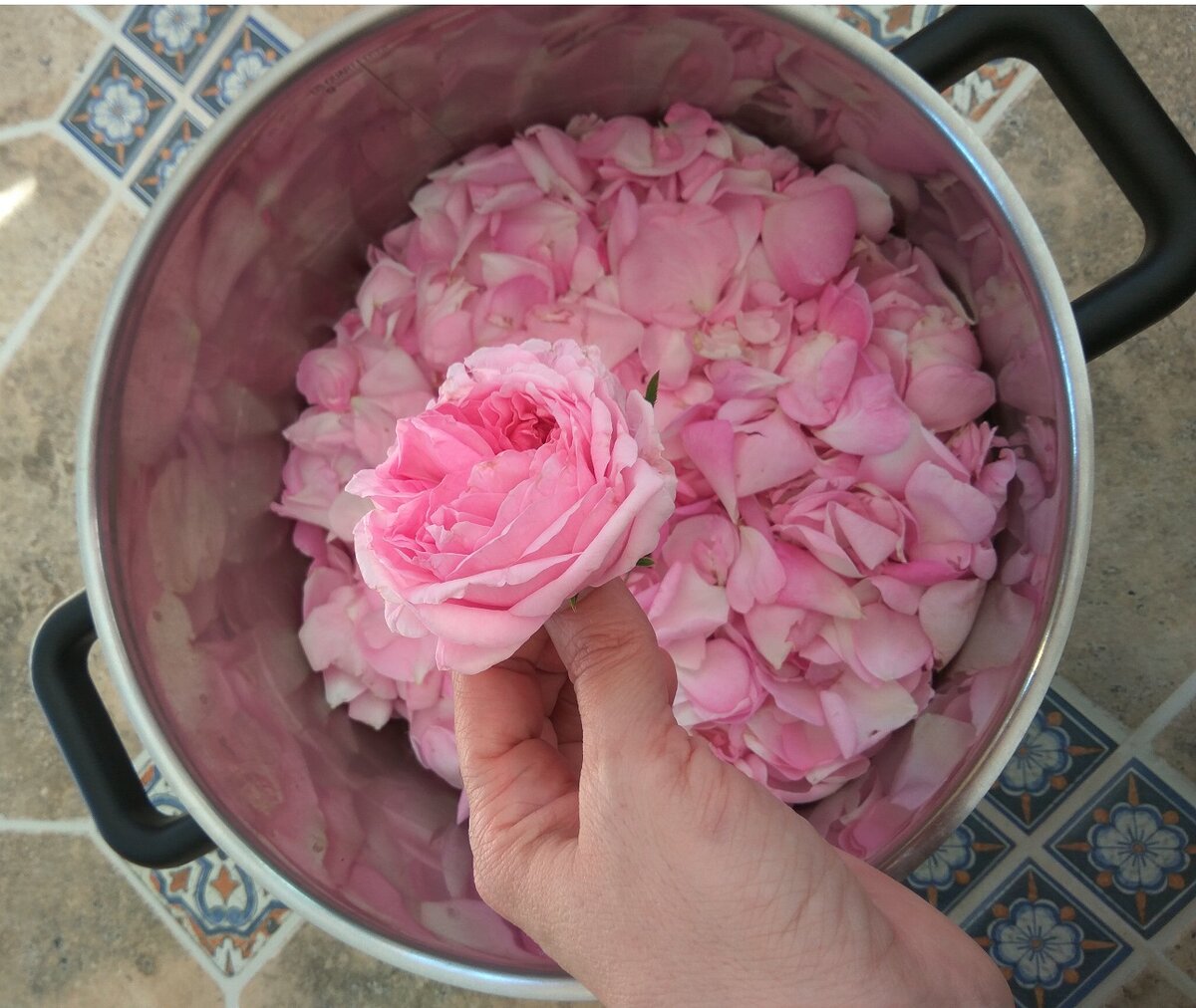 Лепестки роз для варенья. Все фото авторские.