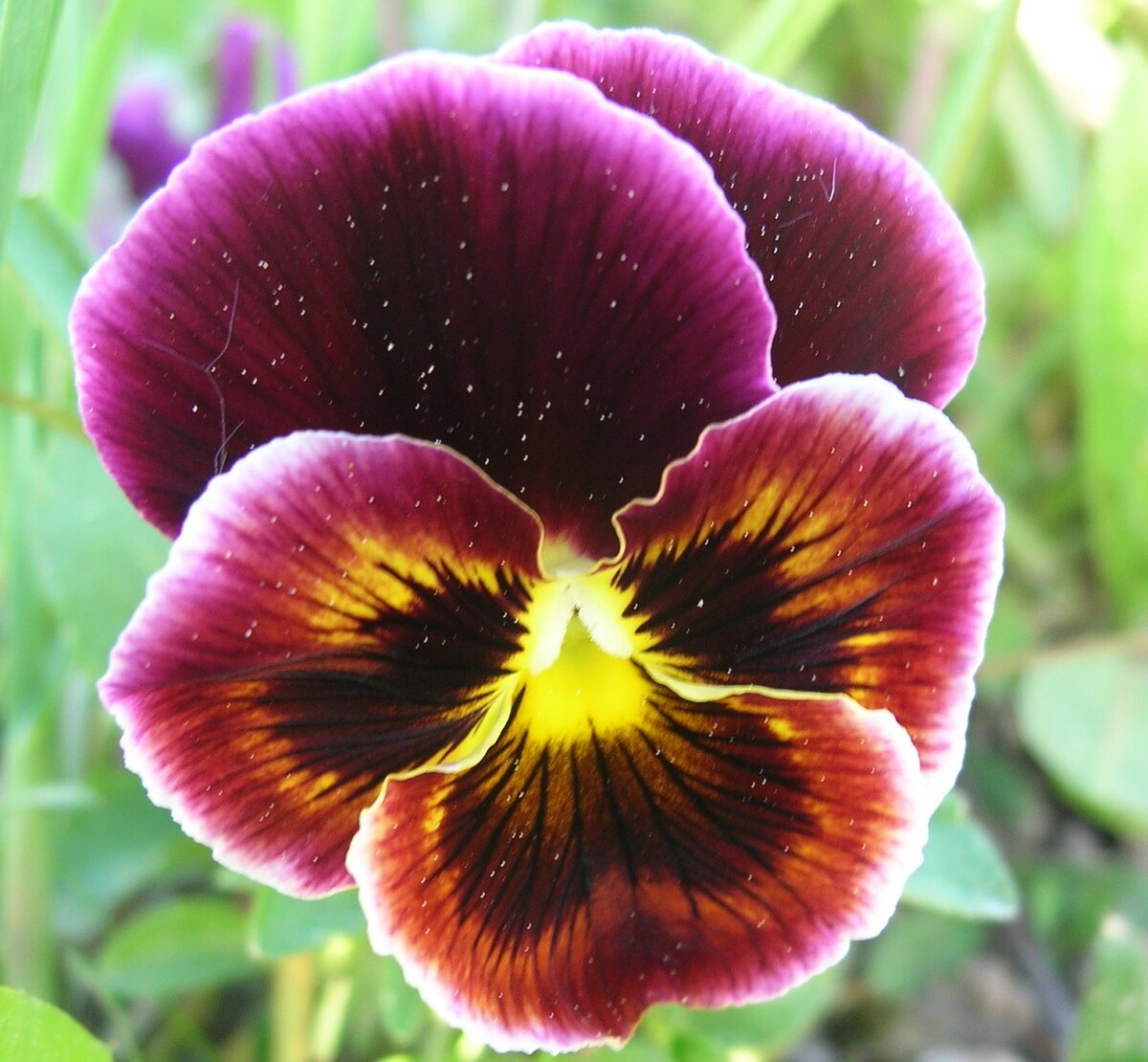 Анютины глазки (Виола)