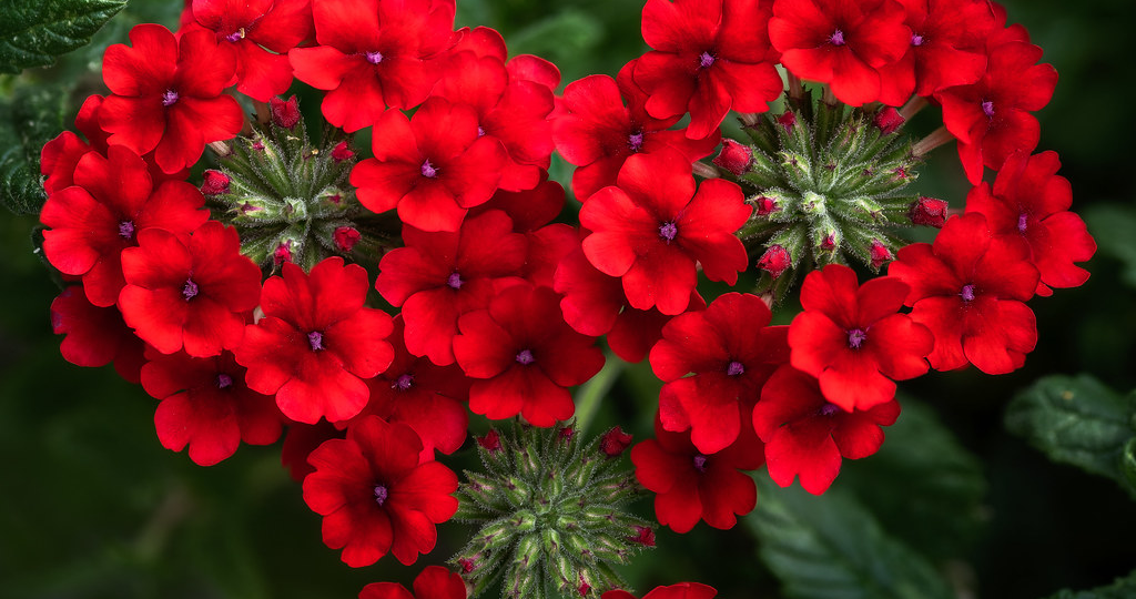 Нашла замену петуниям, затмят по красоте, быстро растут, красиво цветут