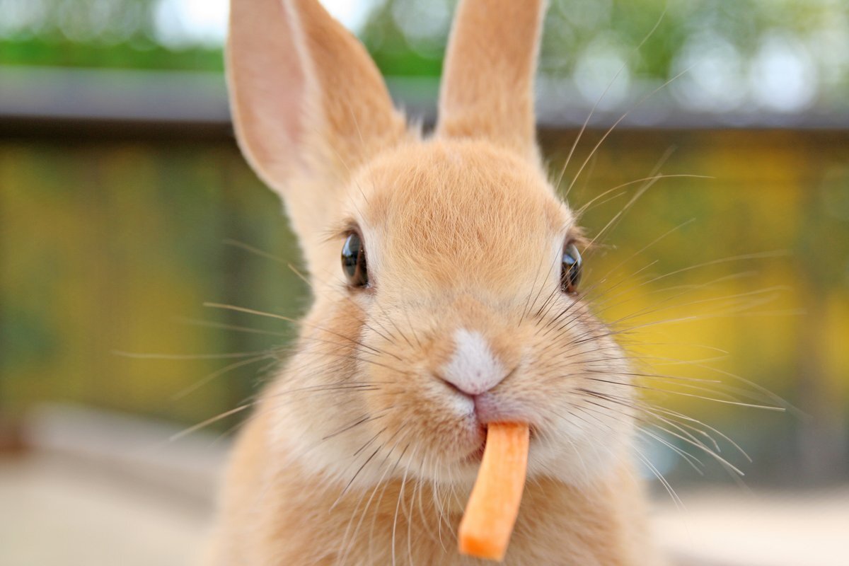 Кролик ест морковку. Смешные кролики. Кролик с морковкой. Заяц ест морковку. Включи хрум зайцы