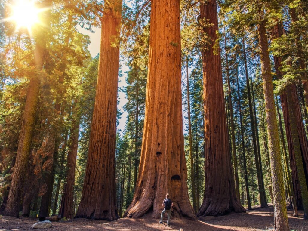 Самое высокое дерево северной америки природные зоны. Национальный парк Редвуд Секвойя. Национальный парк Секвойя в Калифорнии. Секвойя парк США. Секвойя дерево парк США.