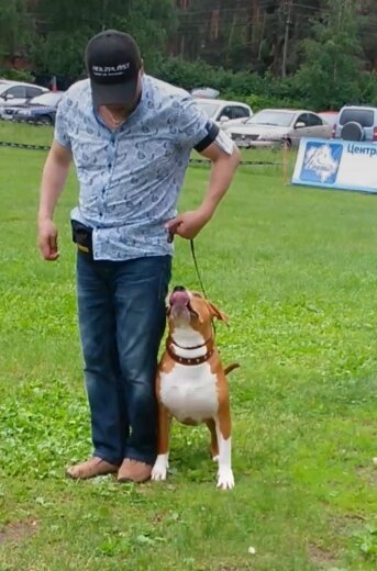 амсафф Ямир на выставке "Ильинка" Центральный Областной Клуб Собаководства