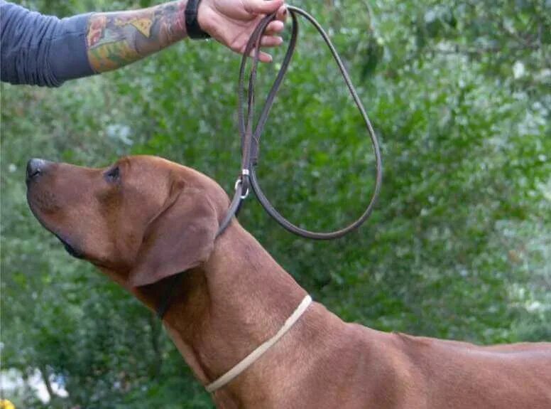 Herm Sprenger 3.2mm Stainless Steel Ultra Plus ClicLock Buckle Prong Collar 4022