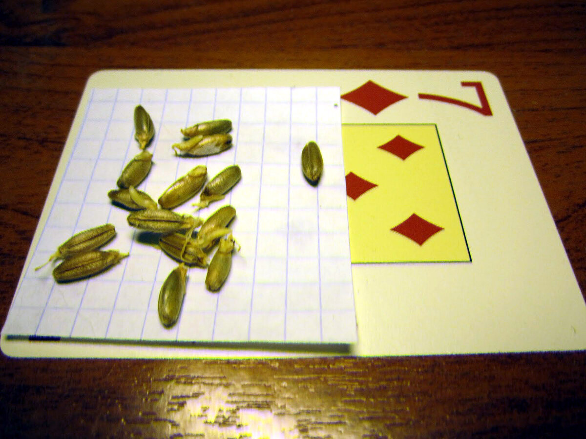 Фото 2.  Растаявший снег.