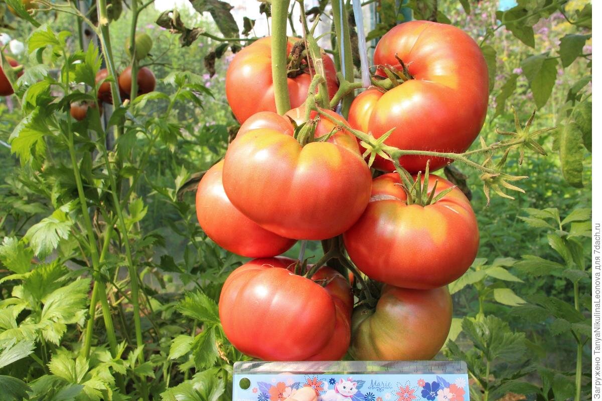 Сорт помидор японский краб. Томат сорт японский краб. Томат сорт японский краб. Томат японский краб желтый. Томат сорт японский краб.