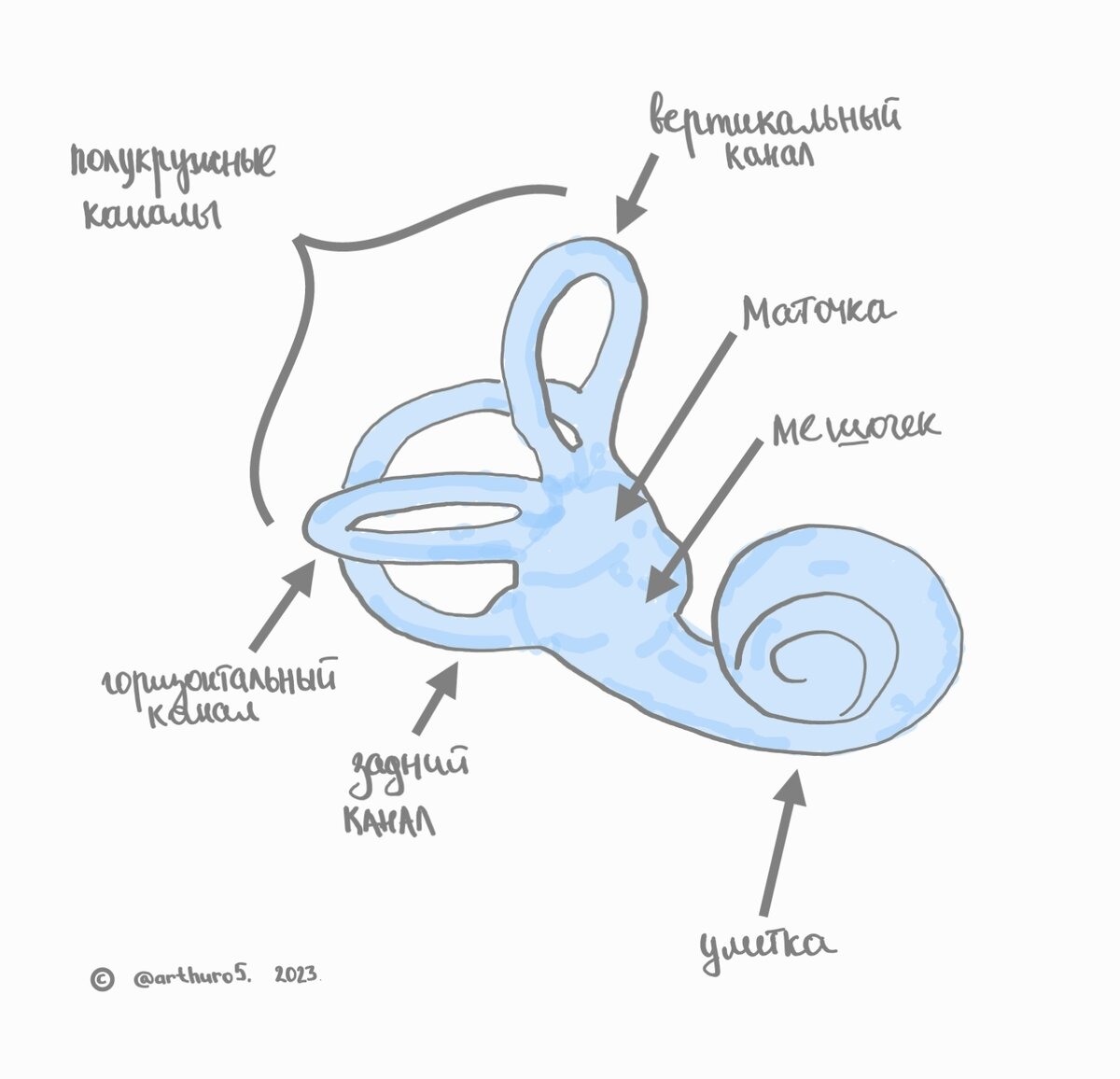 Рис. 1. Строение вестибулярного аппарата. Правый вестибулярный аппарат. Вид спереди. ©️ arthuro5. 2023.