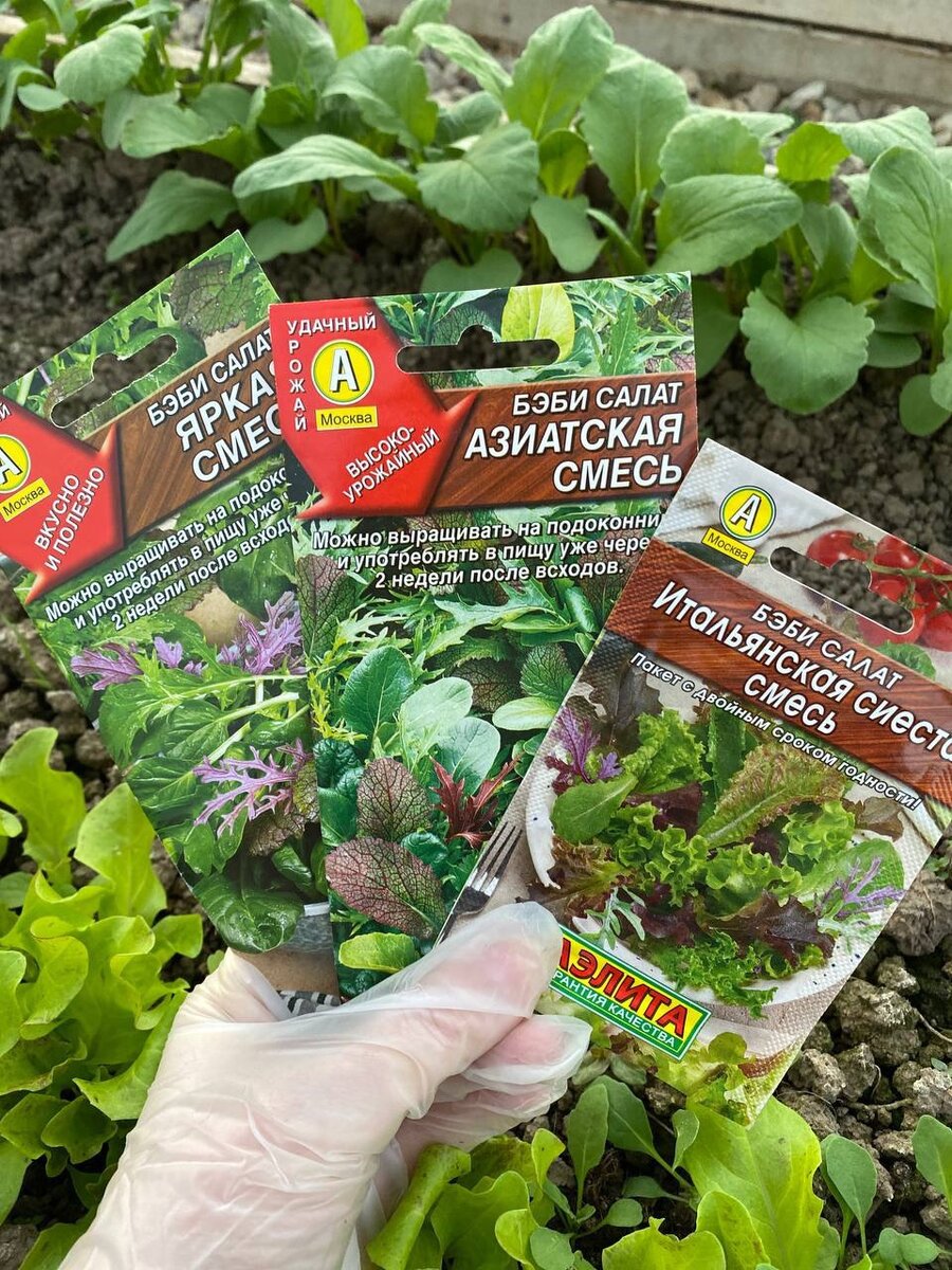 Бэби салат - отличная возможность получить к столу много красивой и полезной скороспелой зелени