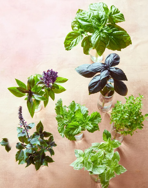 пикировка базилика урожайный огород. базилик выращивание из семян. зеленый базилик лимончик. базилик выращивание из семян. базилик выращивание из семян.