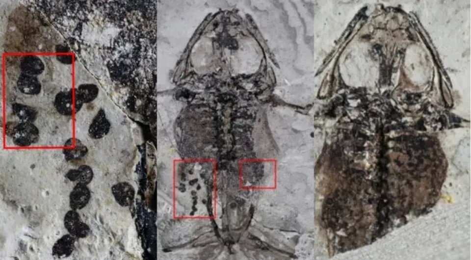   Baoxia Du et al. / Proceedings of the Royal Society B, 2024