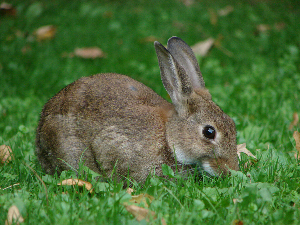 Какие люди кролики. Дикий кролик Oryctolagus cuniculus. Зайцеобразные млекопитающие. Заяц Русак летом. Зайцеобразные питание.