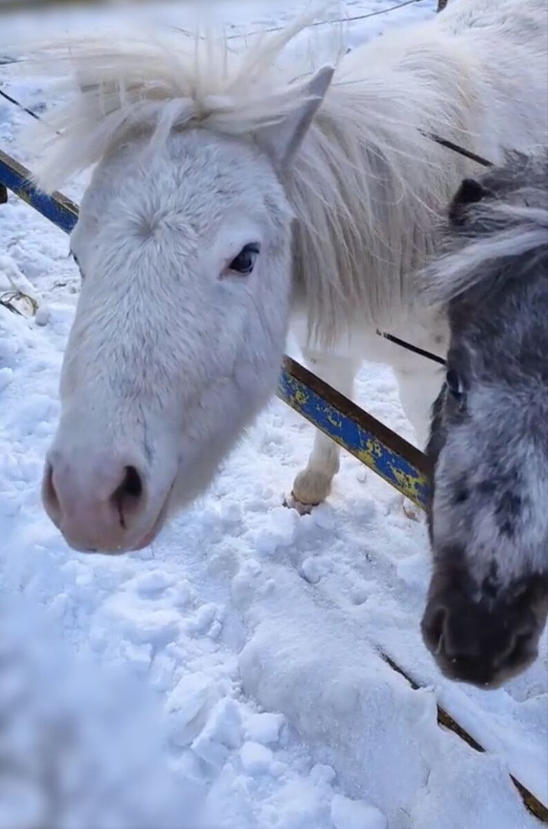 Отпусти меня скорей, дам тебе я двух коней, да таких, каких поныне не бывало и в помине! (Конёк - Горбунок) 
Уходит год под арканом Колесница. Предлагаю, проводить его осознанно!

На седьмом аркане Колесница знатный человек выезжает из города на колеснице, запряженной двумя сфинксами. 
И что это за «коняшки» такие?

Сразу скажу, что для понимания сфинксов мы посмотрим и английскую систему Таро, и французскую. 
Благо, хоть в смыслах сфинксов они совпадают!

Уэйт писал, что в глубоком смысле сфинкса он согласен с Элифасом Леви. 

У Элифаса Леви в Мифах и символах (на русском-"История магии" или у Папюса в "Элементарном трактате оккультной науки") сфинкс говорит так:

«Посмотри на меня, у меня голова человека, в которой находятся Знания, как можно судить по атрибутам посвященного, украшающим ее. Наука направляет меня в жизни, но сама по себе она мало чего стоит. Почему у меня лапы льва, я готов бороться и могу проложить себе путь направо и налево, вперед и назад. Ничто не остановит смелость, вооруженную знанием.
Но эти лапы потому так крепки, что прикреплены к моим бычьим бокам, и когда я начинаю действовать, я двигаюсь к своей цели неустанно, с терпением быка, пашущего землю.
В моменты слабости, когда я уже готов сдаться, когда моя голова уже не может твердо направлять меня на моем пути, я взмахиваю своими орлиными крыльями. Я поднимаюсь в сферу интуитивного, я узнаю тайны вселенской жизни в сердце мира, а потом возвращаюсь, чтобы продолжить мой молчаливый труд…

Если ты заешь, как работать, верить, любить, защищать себя, ты не скован цепями низких забот, если твое сердце знает желание, а дух твой мудр, я приветствую тебя, царь Фив, и вот твоя корона!»

Отсюда и смысл аркана Колесница - достижение целей, если ты посвящен и готов. 

При этом, цели находятся в мире материальном, что очень важно. 

Как мы это поняли?  Уэйт писал, что на плечах героя-победителя: урим и туммим, которые упоминаются в библии в Исх 28:30 «На наперстник судный возложи урим и туммим, и они будут у Сердца Аронова, когда будет он входить (во святилище) пред лицо Господне; и будет Аарон всегда носить суд сынов Израилевых …»

Несмотря на то, что четких указаний, что такое урим и туммим нет, понятно, что они нужны человеку земному для входа в храм.

А сам Уэйт писал о герое-победителе на коленице: 

«…если бы он приблизился к колоннам Храма, между которыми восседает Верховная Жрица, то не смог бы развернуть свиток с надписью Тора, как не сумел бы ответить и на заданные ею вопросы. Царский титул персонажа не получен по праву наследования, и сам он не относится к сословию священнослужителей.»

Что еще раз подчеркивает способность земного человека достигать целей при должной подготовке.

Если обратить внимание на каббалистическую нумерологию, то Леви писал: 

... семерка является венцом чисел, объединяющим треугольник идеи с квадратом формы. Ей соответствует буква Зайн, ее каббалистический иероглиф — победитель на колеснице, ведомый двумя сфинксами. Астральный Свет иным образом изображается как гигантский сфинкс с телом льва и головой Мага. 

Таким образом, Заин – человек, уже способный постичь основополагающие принципы жизни и, пользуясь ими, создавать свою судьбу. Кстати, еще одно значение буквы Заин – скипетр. А он в руке у победителя на колеснице.

А теперь обобщим на простом:

Почему мы благодарим год уходящий, под 7ым арканом Колесница? 

Потому, что он дал нам уникальное море возможностей доучиться и начать управлять своей судьбой в нужных нам аспектах. 

Потому, что он показал на жизненных примерах, что равновесие между черным и белым существует в первую очередь внутри нас самих, и только с гармонией в себе мы можем достигать намеченные цели.

