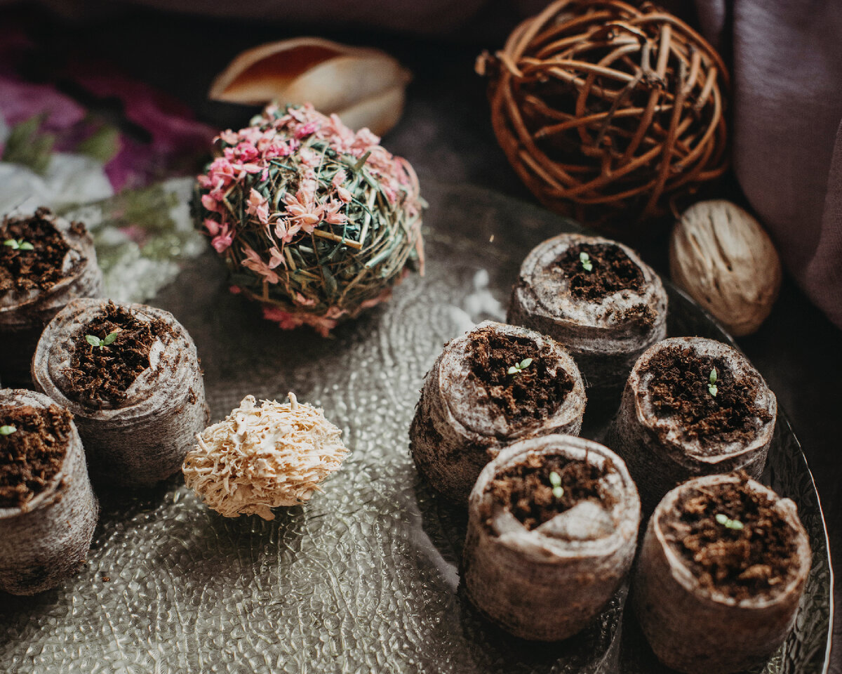 2 недели со дня посева