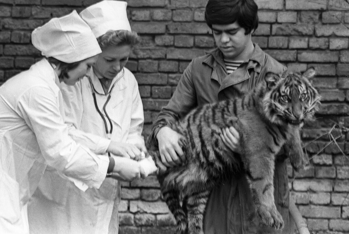    Врачи ветеринарной лечебницы Московского зоопарка обследуют тигра.   
Фото: Э. Алесин / РИА Новости