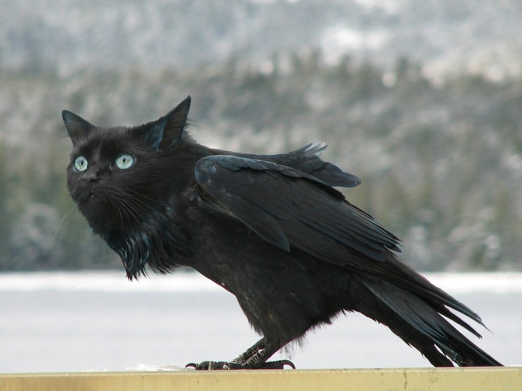 Ворон 2 аудиокнига. Ворон 2 аудиокнига. Серый ворон атаманов. Танари университет чароплетства. Ворон 2 аудиокнига.