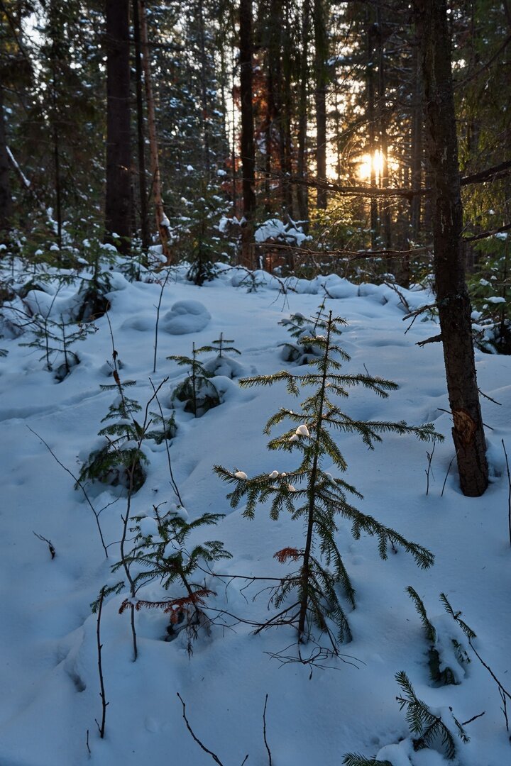 Фото сделано другом автора