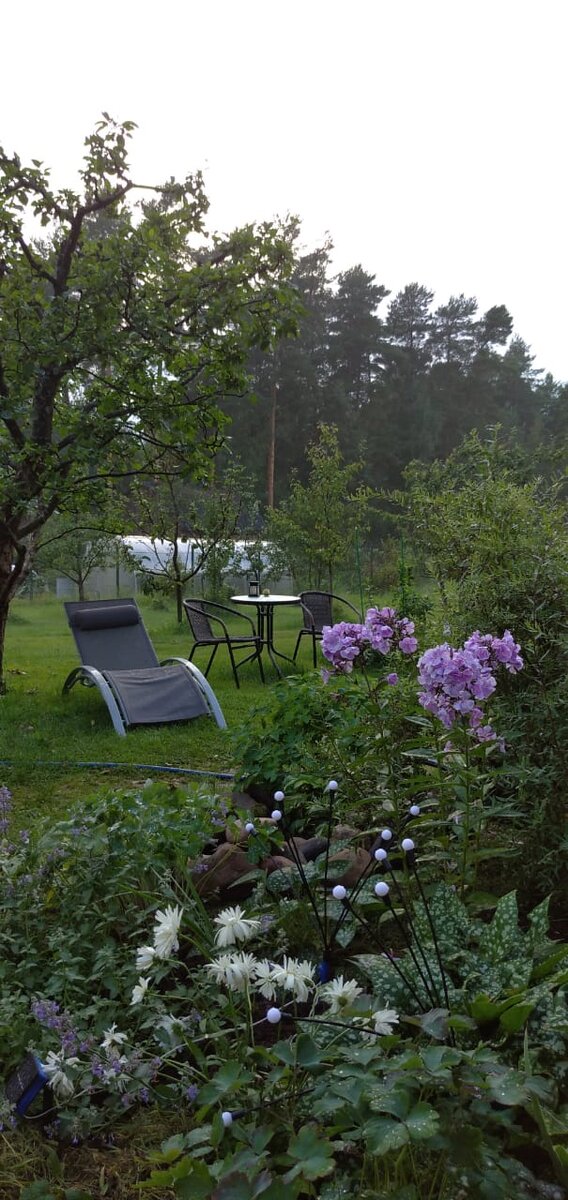 "Маунт Худ" в моем саду