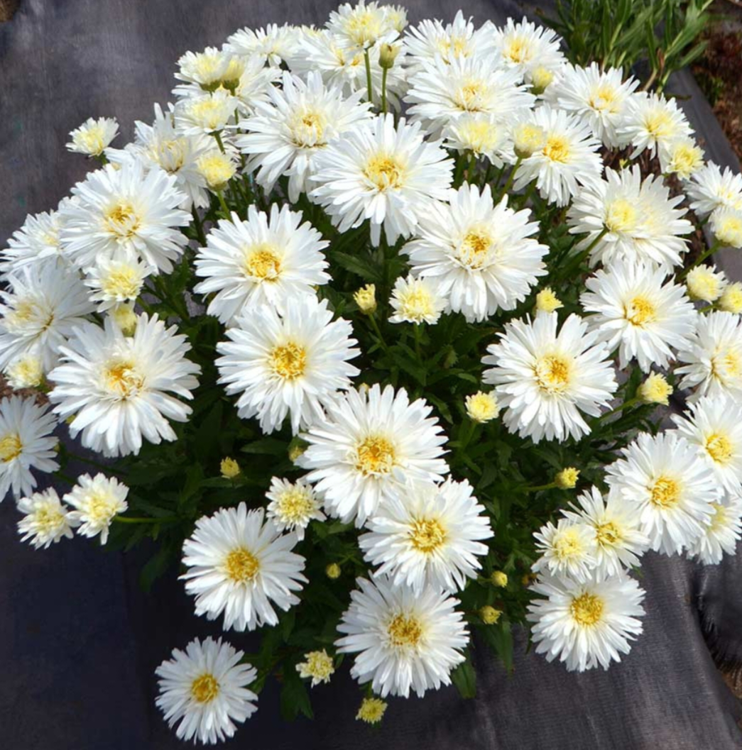 Фото: 5plusroses.ru