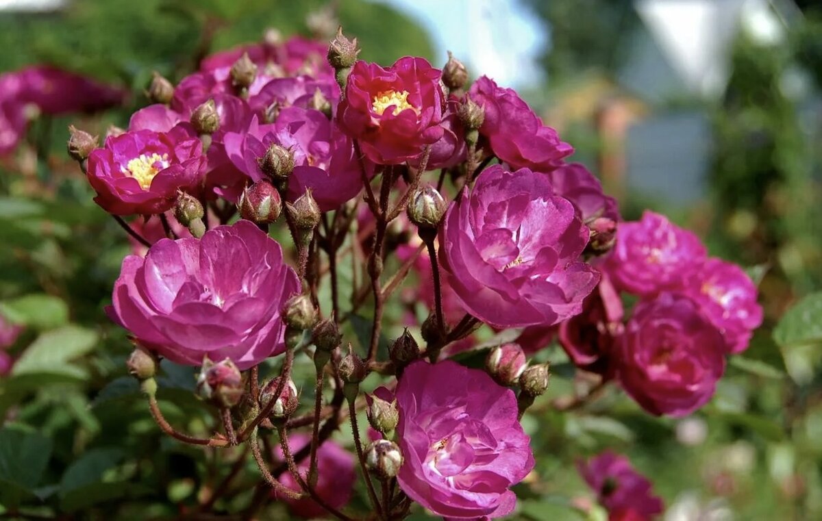 РОЗЫ. МАХРОВЫЕ МУСКУСНЫЕ ГИБРИДЫ. Musky roses. Rose Garden. Beautiful ...