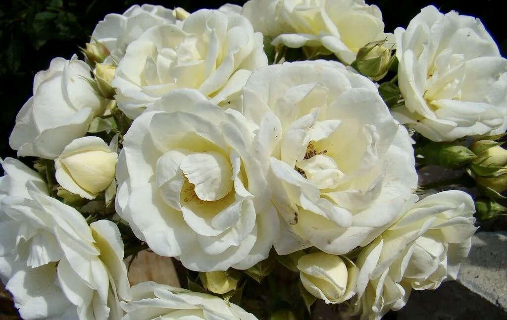 РОЗЫ. МАХРОВЫЕ МУСКУСНЫЕ ГИБРИДЫ. Musky roses. Rose Garden. Beautiful ...