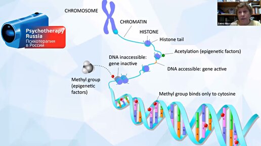 Эпигенетика: как методы воспитания закрывают гены. Елена Николаева.