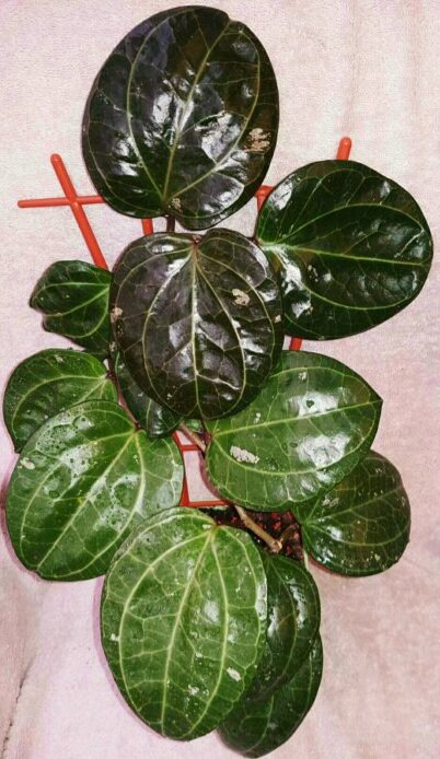 Хойя Саравак,  фото интернет 