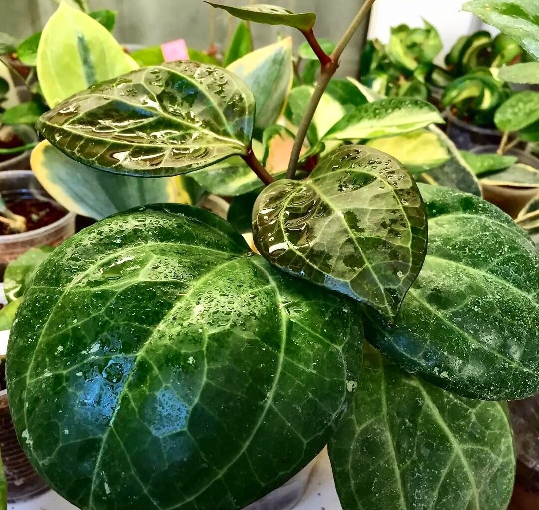 Фото интернет 