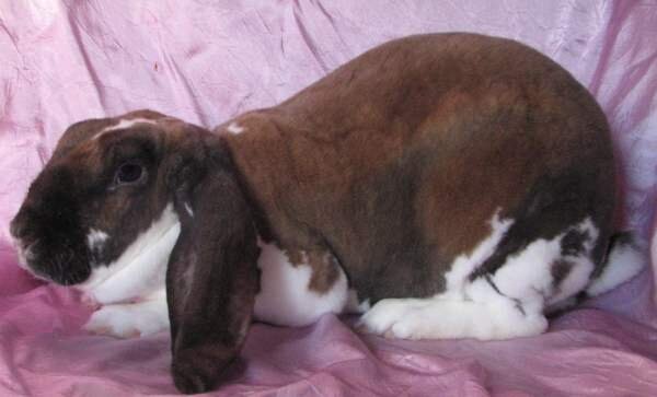 Вельветовый вислоухий