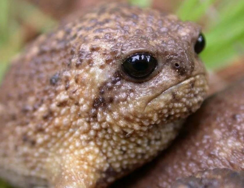 Вообще-то, это капский узкорот - лягушка из Африки, но я так думаю, что наши в душе тоже так могут выглядеть, когда обиженные!