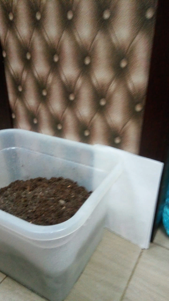 Вот такие контейнеры использую для черенкования. Справа на фото лист А-4 - для понимания высоты контейнера.