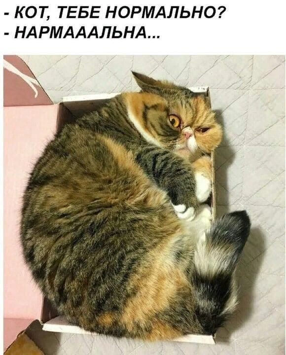 Коты в коробке. Смешные комиксы. Мужчина лежит на мужчине. Люди и кошки исследовательская работа. Почему котики любят.