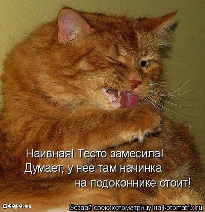 кот бежит. бег леопарда. быстро кошачье. кошка в прыжке. самая быстрая кошка.