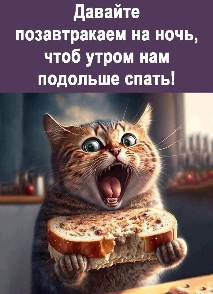 милые котики. включи коты быстро. включи коты быстро. включи котят. включи коты быстро.