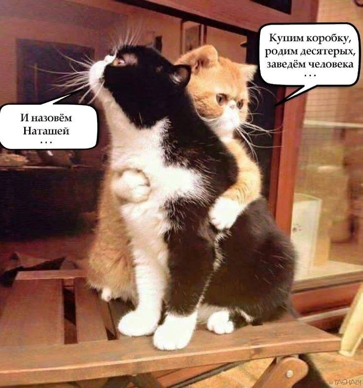 Массаж лапками кошки. Что делают коты лапками. Коты мнут лапами. Кот массажирует лапами. Кот мнет одеяло.