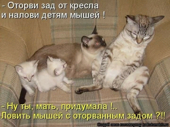 поздравления с котиками. котята. поздравления с днем рождения с кошками. с днем рождения кошечка. с днём рождения с котиками.