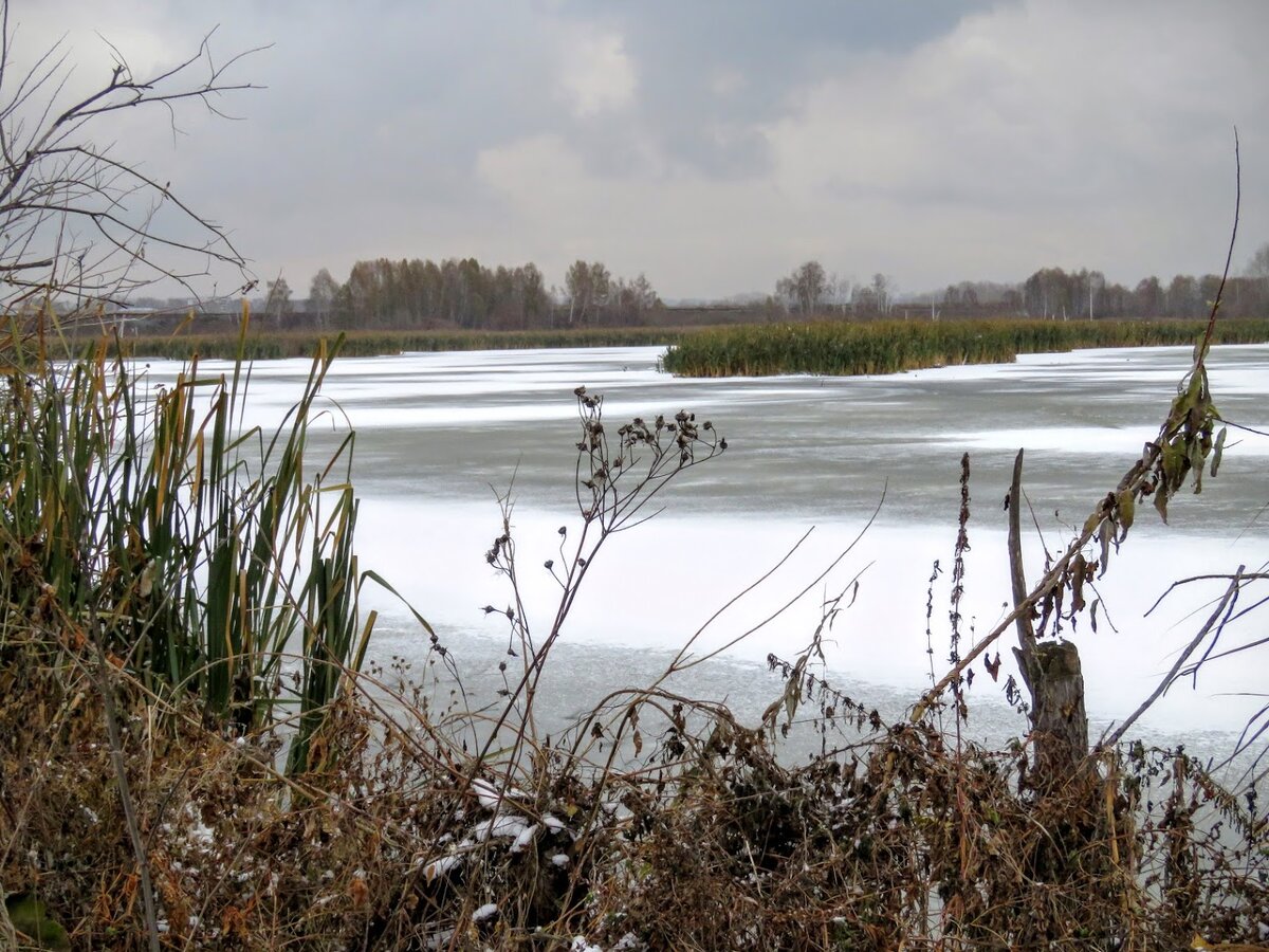 Улус-Мозжухинские водно-болотные угодья. | Екатерина про Кемерово | Дзен