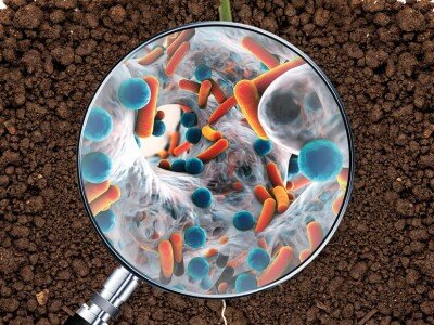    Из подземных микробов сделали бесконечный источник энергии