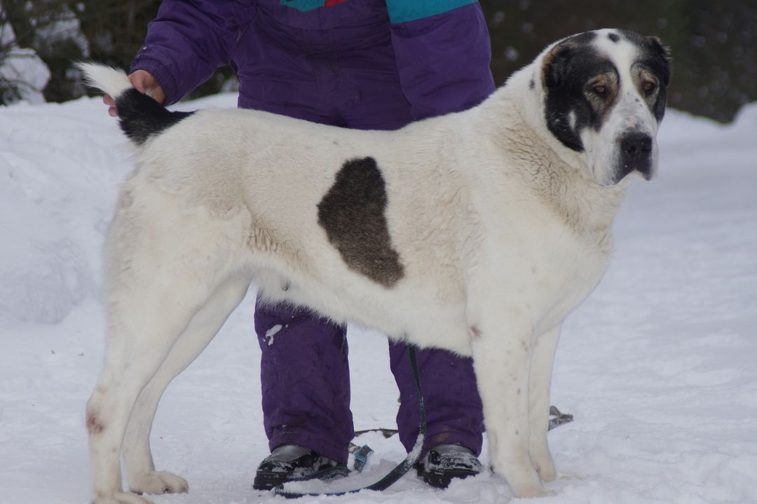проводницы без комплексов. толстая проводница в поезде. проводница в поезде. проводник вагона. проводница твикс уголовное дело.