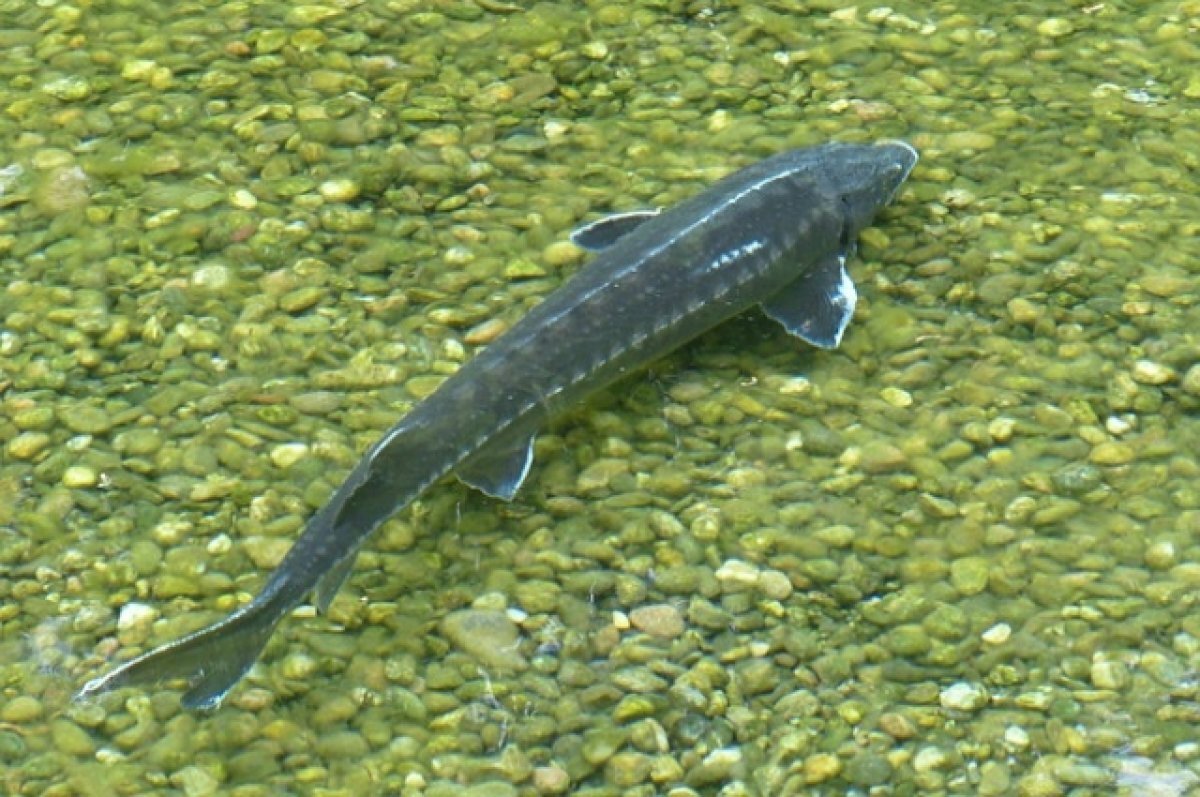    Суд конфисковал моторную лодку у браконьера под Новосибирском