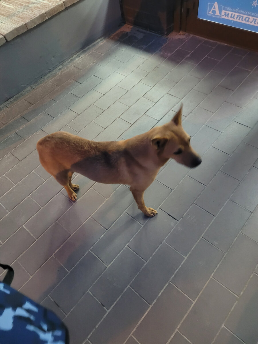 Ребёнок попросил её сфотографировать, чтобы я могла выложить в группу, как потерянную собаку.