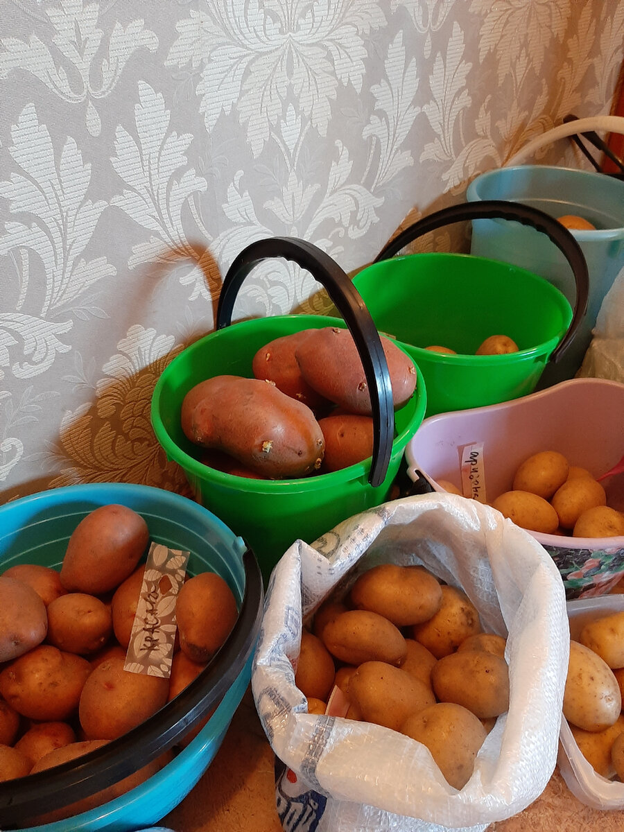 Посадочный картофель