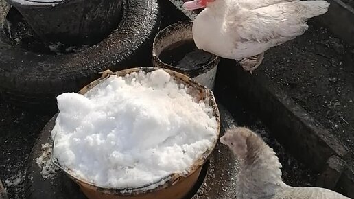 Курица несушка. Куры. Петушок в курятнике. Как живут петухи. Куры.