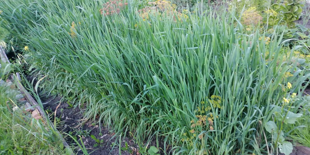 Сидераты в теплице: какие и когда правильно сеять