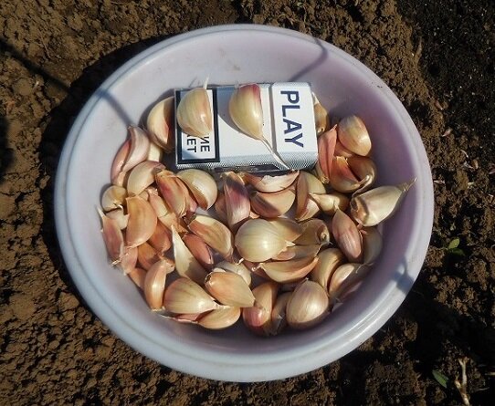 Яровой чеснок перед посадкой, дата съёмки 12 мая 2019 года.