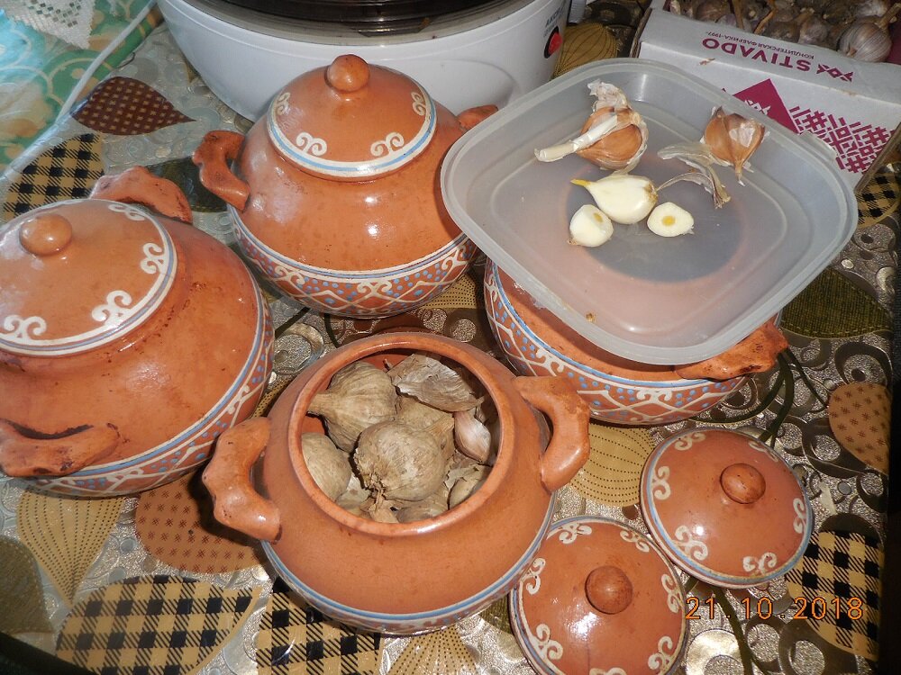 Озимый чеснок прошлогоднего урожая, дата съёмки в правом нижнем углу.