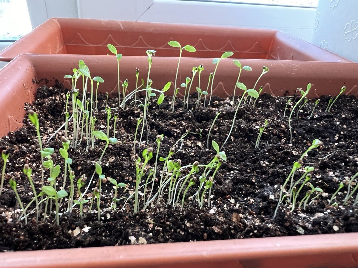 Всходы корневого сельдерея