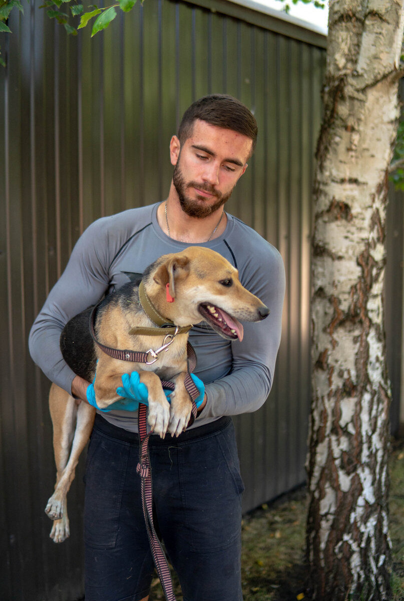 собака динго в австралии. необычная дружба животных. комнатку и собачку какую можно взять маленькую собачку комнатку. дорога домой невероятное путешествие сэсси. собак где животное.