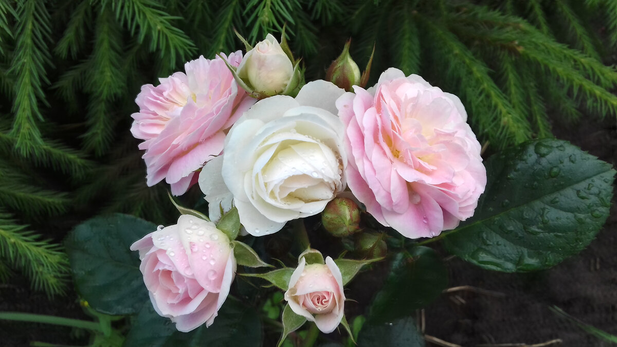 Bouquet Parfait, Lens Бельгия, 1989, Гибрид Moschata (фото автора)