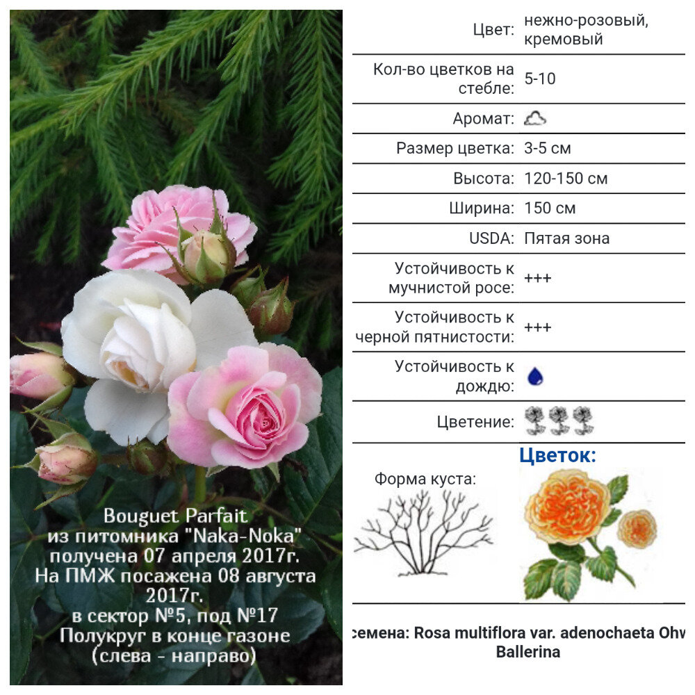 Bouquet Parfait, Lens Бельгия, 1989, Гибрид Moschata